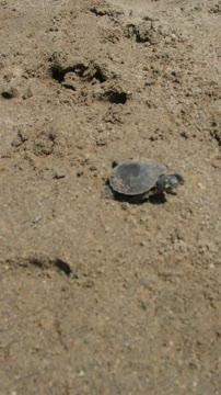 Charapa Turtles