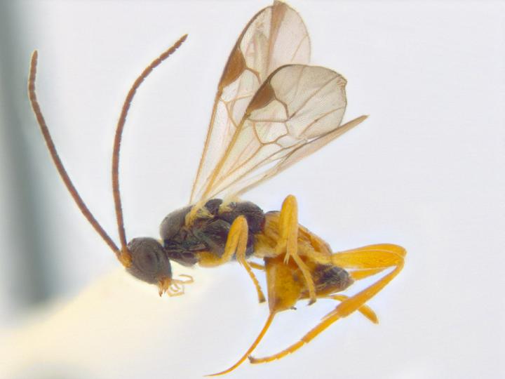 One of the Braconid Wasp Species Recorded in Ottawa (3 of 3)