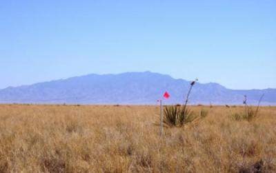 Plant Abudance at Home Predicts Abudance Away