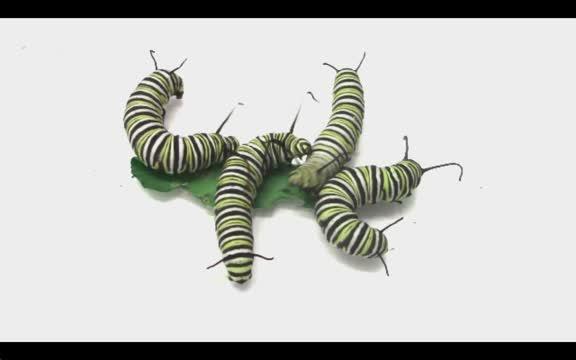 Monarch Butterfly Caterpillars Go from Peaceful Feeders to Aggressive Fighters in Their Quest for Milkweed
