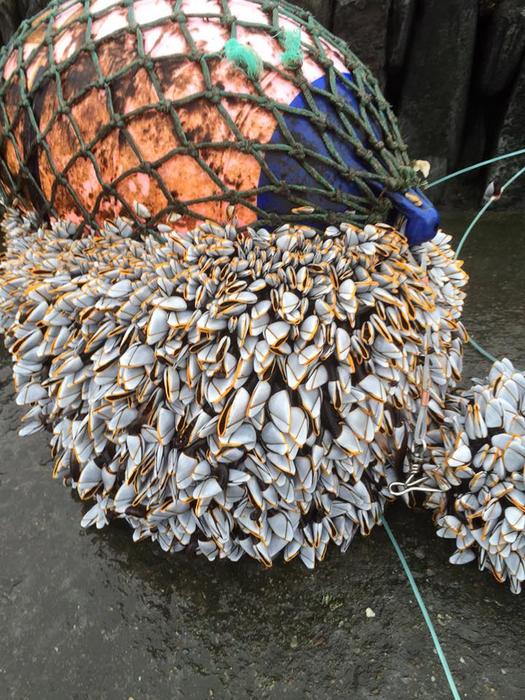 Buoy used to collect barnacles for growth experiment photo by Gregory Herbert