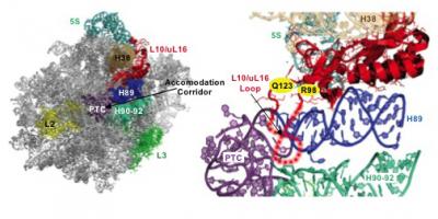 T-cell ALL Ribosomopathy Dinman