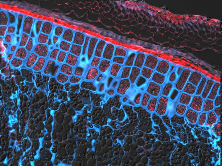 Unwrapping the Brewing Secrets of Barley