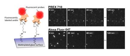 A Comparison of Photostability of PREX 710 and Alexa Fluor 647 (Cyanine Dye) using Single Molecule F