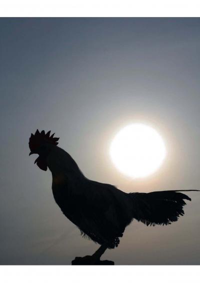 Putting the Clock in 'Cock-a-Doodle-Doo' (3 of 3)