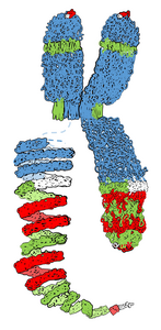 The compaction of chromosomes