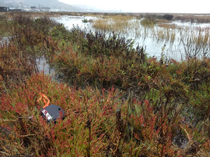 Bait Station at Corte Madera marsh