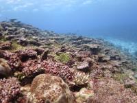 2018 Coral in Chuuk, Micronesia