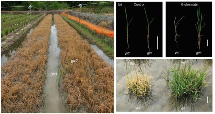 Scientists Cloned a Novel Gene Responsible for Glufosinate Resistance in Rice