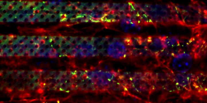 Hybrid Nanotech Device [IMAGE] | EurekAlert! Science News Releases