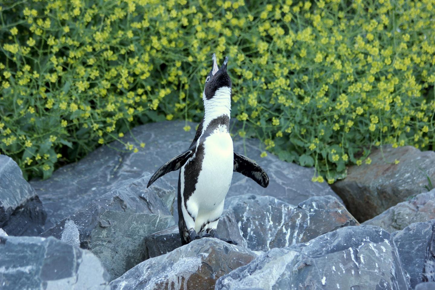 Endangered African Penguins