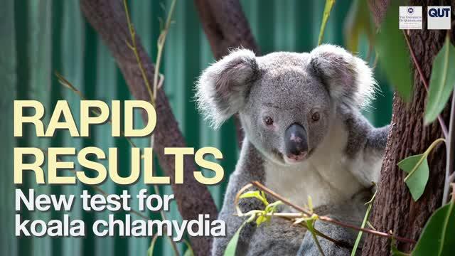 New Koala Chlamydia Test