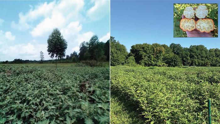 African eggplant fields