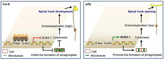 Molecular mechanism of PIF proteins in regulating cytokinesis