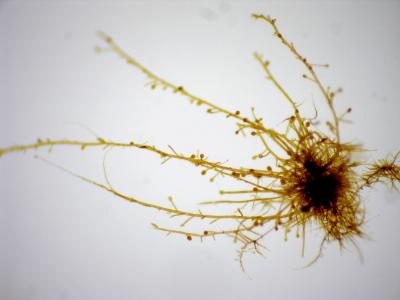 <i>Ectocarpus siliculosus</i>