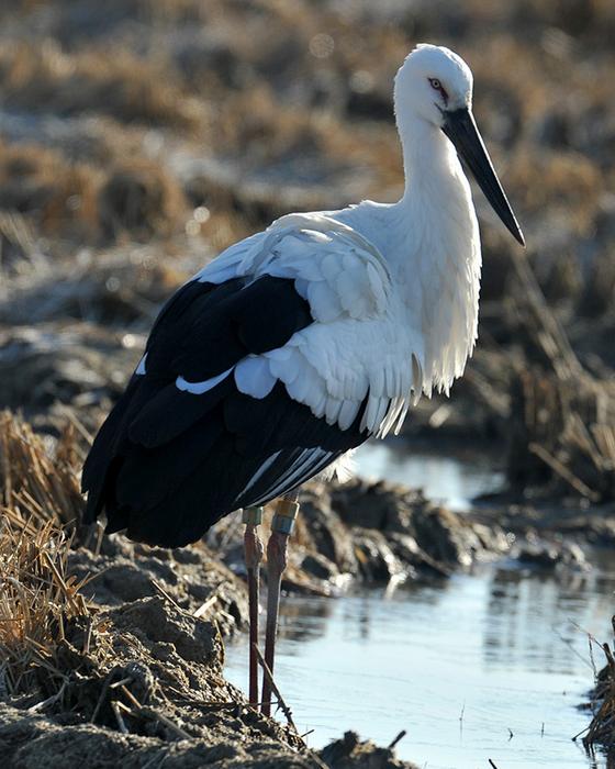 Endangered Oriental Stork