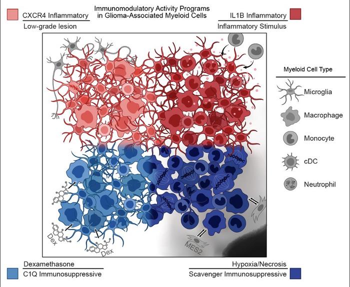 Immunomodularity