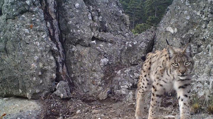 Caucasian Lynx