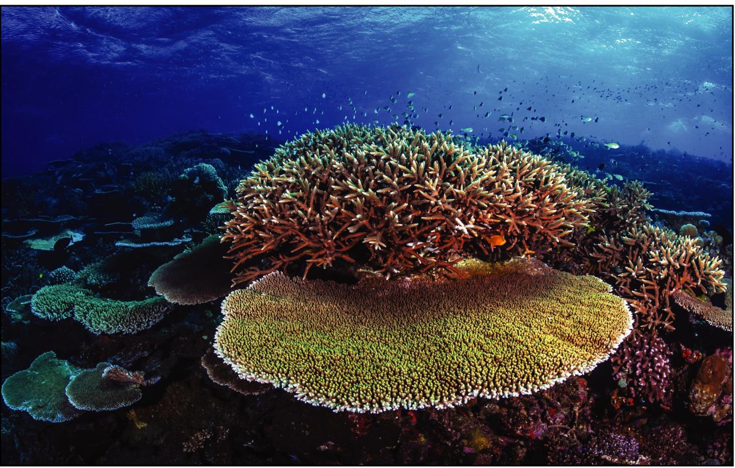 Great Barrier Reef