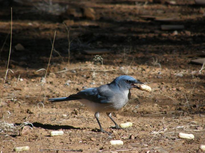 Mexican Jay Handling a Peanut