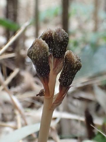 咲かない花をつける新種のラン科植物 クロシマヤツシロラン を発見 Eurekalert