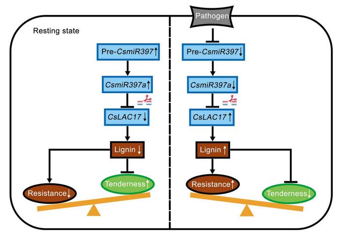 The CsmiR397a-CsLAC17 module regulates lignin biosynthesis to balance tenderness and resistance in young tea shoots.