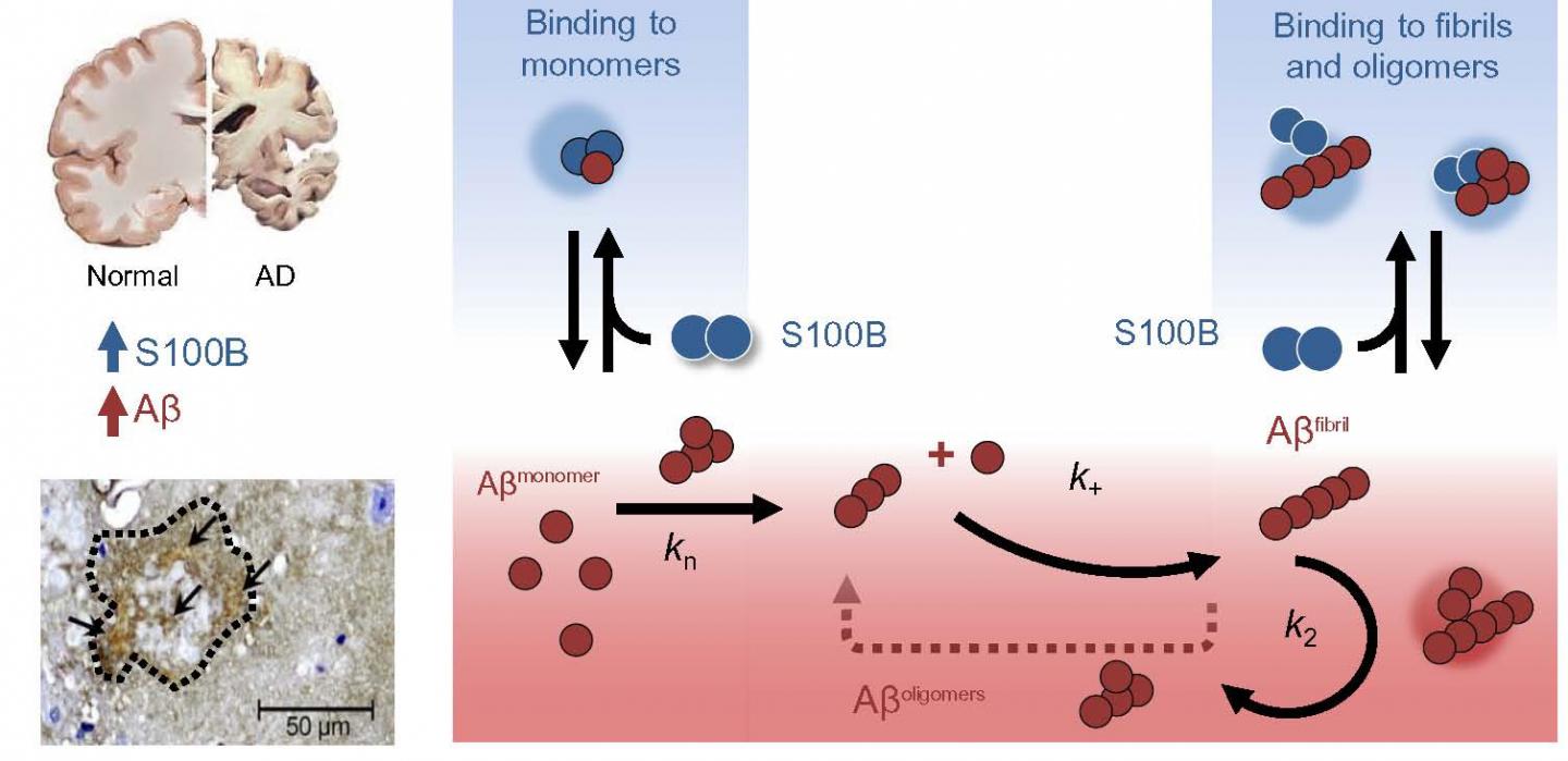 A Tale of Two Proteins Involved in the Neurodegeneration of Alzheimer's Disease (2 of 3)