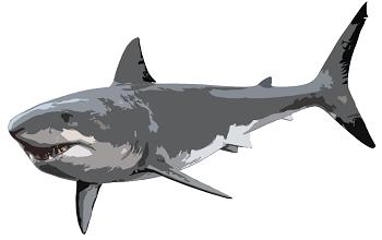 Generic Image of Shark