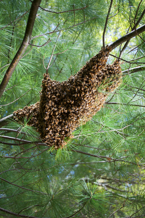 Honeybee swarm