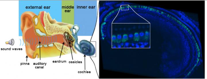 Immunofluorescence Imaging of the Cochlear Sensory Epithelium in a Mouse Treated with Gene Therapy