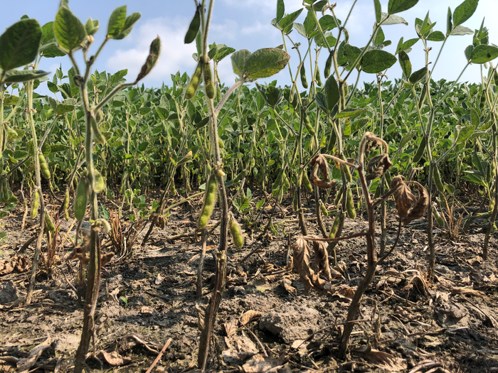 Soybean plants affected by Phytophthora sojae