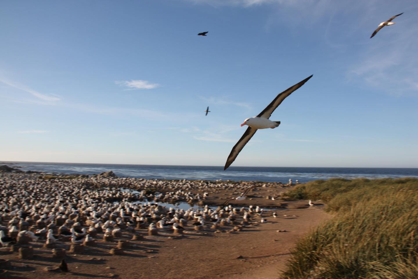 Black Browed Albatross Nesting Site