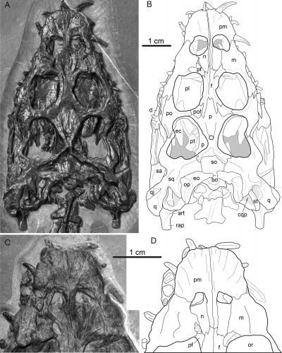 Brevicaudosaurus jiyangshanensis