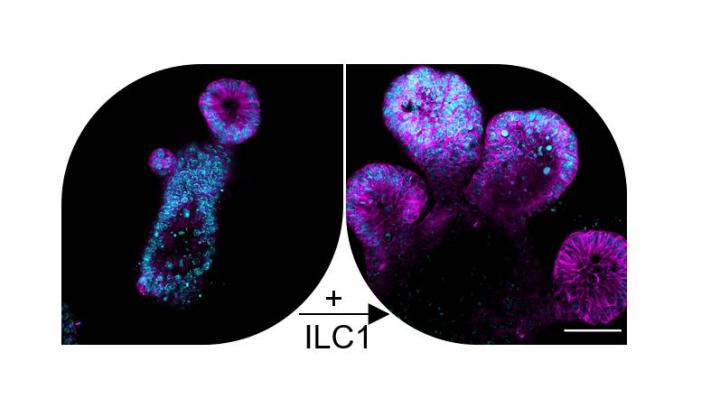 Organoids