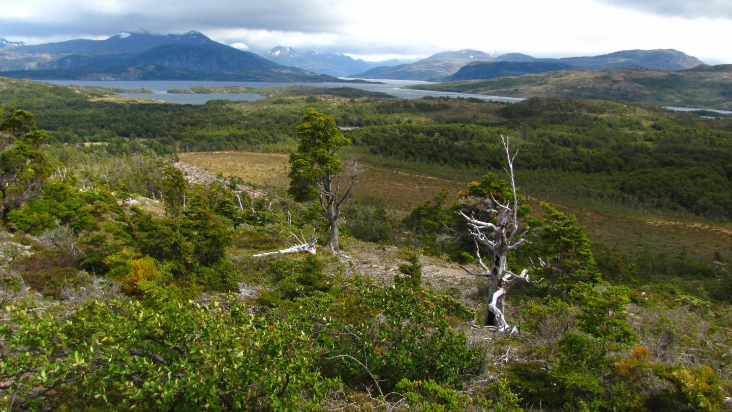 Fire scarred Pilgerodendron uviferum (Guaytecas cypress) in Sub-Antarctic rainforests in southernmost Patagonia, Chile.