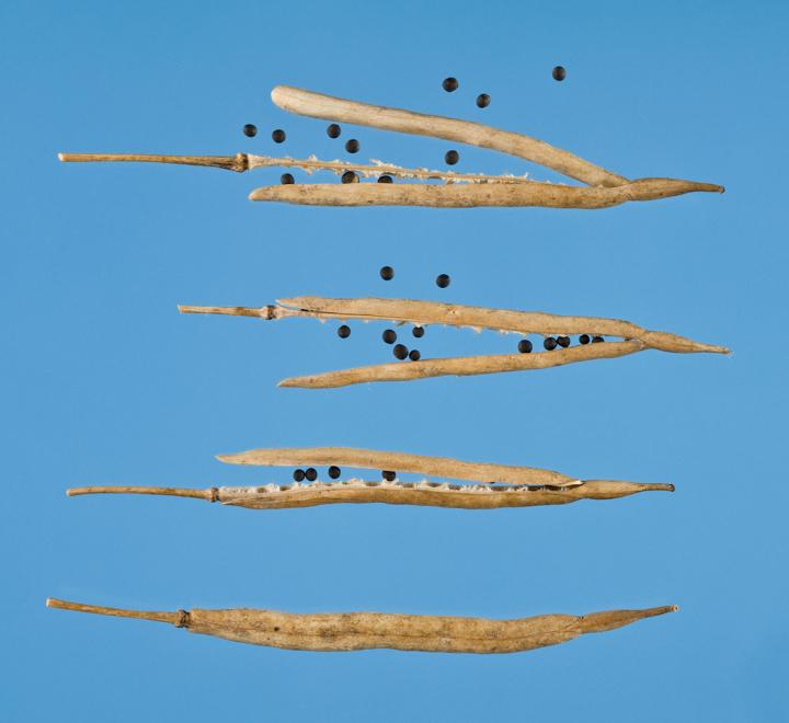 Oilseed Rape Pods