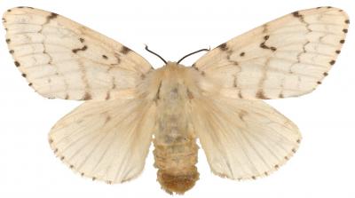 Asian Female Gypsy Moth