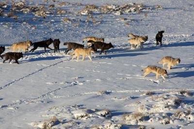 Yellowstone Wolves Shed Light on Nature's Com | EurekAlert!