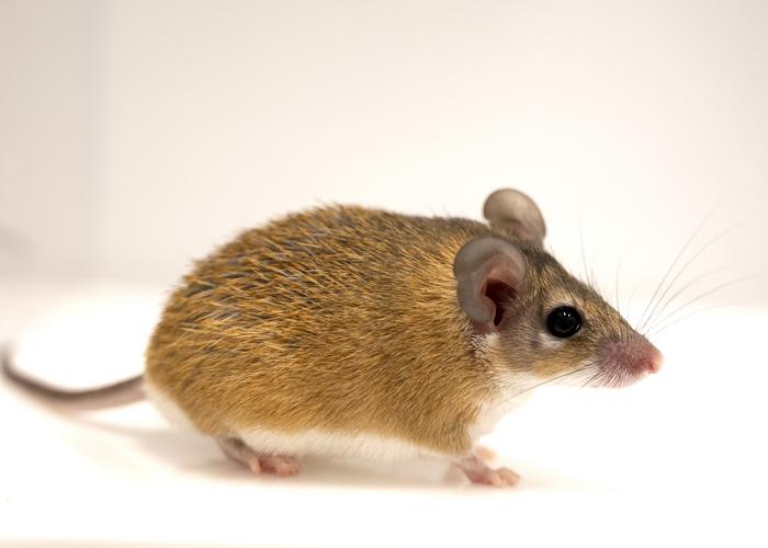 A spiny mouse