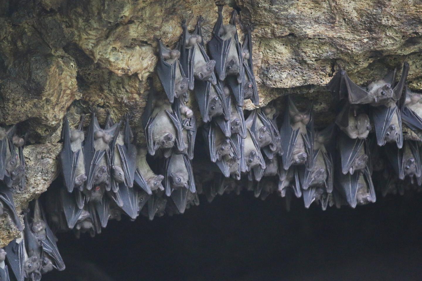Study of Bat Natural Immunity to Marburg Virus May Shed Light on Human Disease
