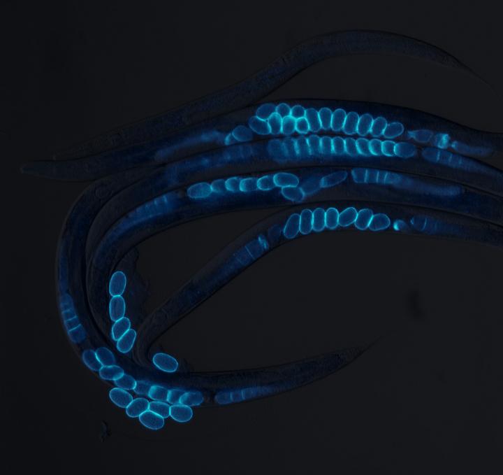 Morimoto - C. elegans image