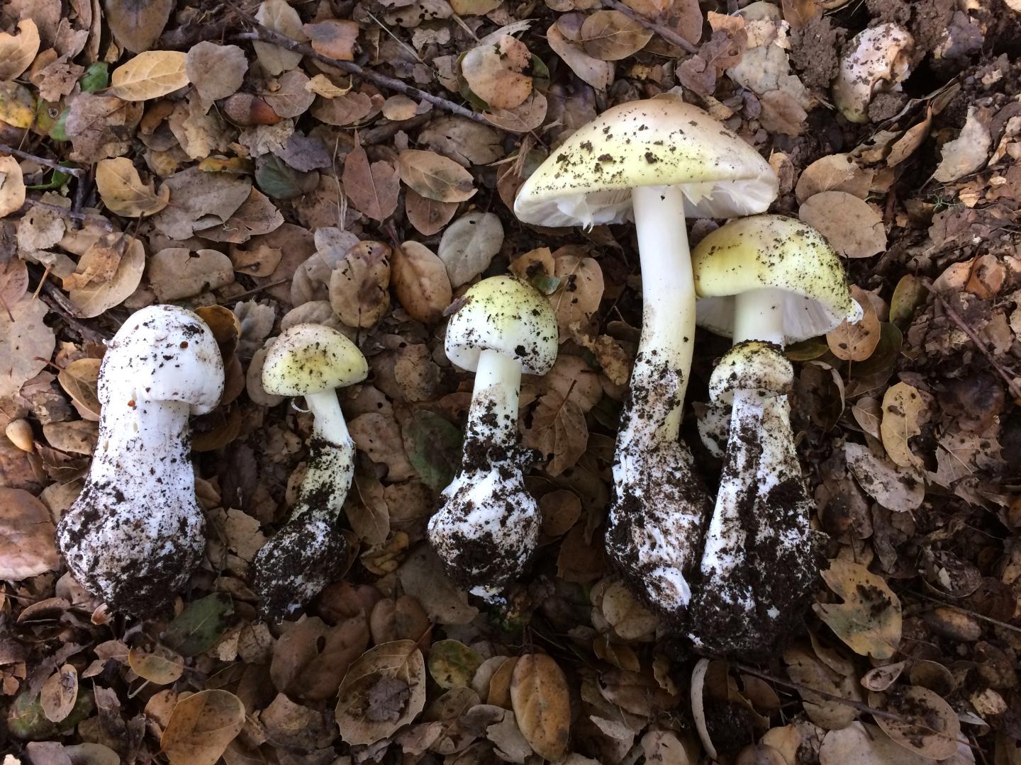 Mushrooms in the Wild