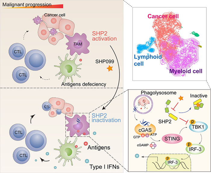 Allosteric inhibition reveals SHP2-mediated t | EurekAlert!