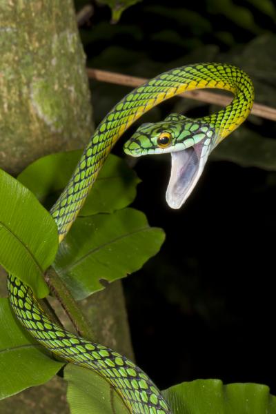 parrot Snake