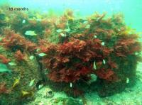 Artificial Reefs at 18 Months