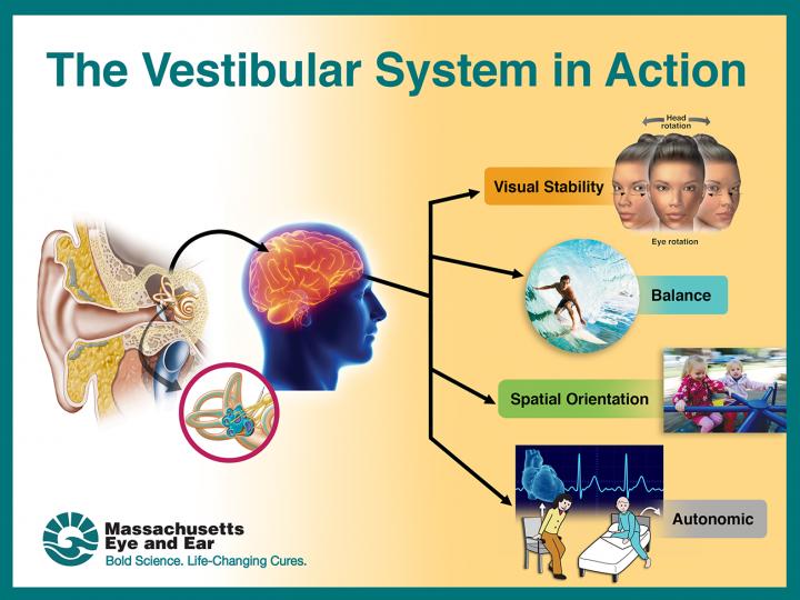 Infographic of the Vestibular System