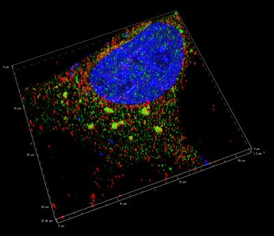 TIA1 Stress Granules