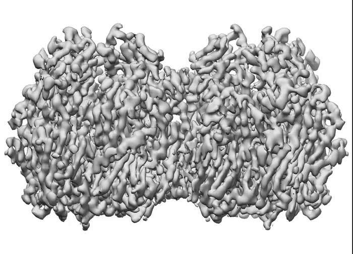 3D structure of two D13 trimer proteins joined together