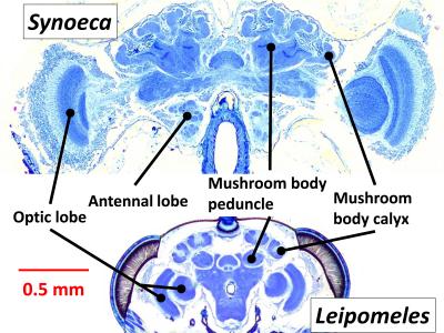 Labeled Image of Wasp Brain Slices