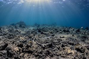 A damaged coral reef in Sulawesi, Indonesia